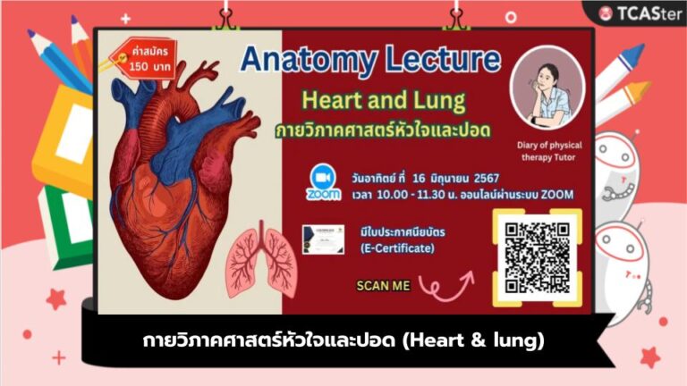 กายวิภาคศาสตร์หัวใจและปอด (Heart & lung)